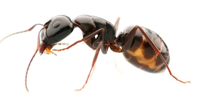 ant